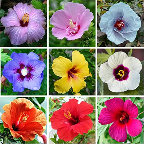 Hibiscus Flower Seed for Planting - TRADITIONAL REMEDIES STORE